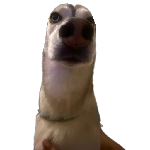 Sticker Svinilyam - 1