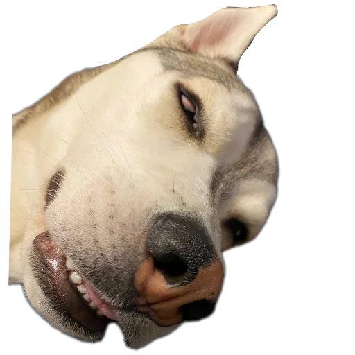 Стикер Svinilyam - 1