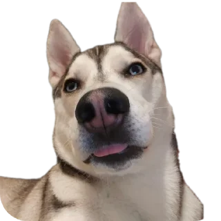 Стикер Свинильям - 9