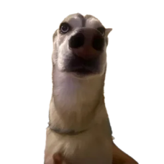 Стикер Свинильям - 8