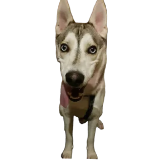 Стикер Свинильям - 10