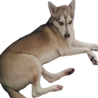 Стикер Свинильям - 3