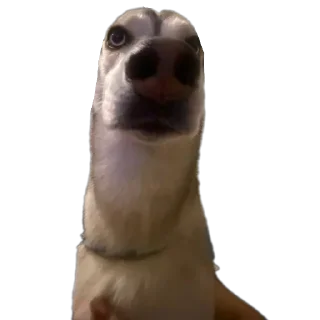 Стикер Свинильям - 2