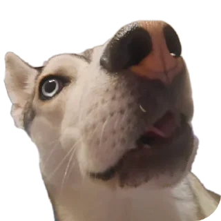 Стикер Свинильям - 6