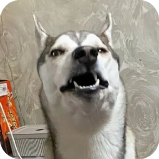 Стикер Свинильям - 11