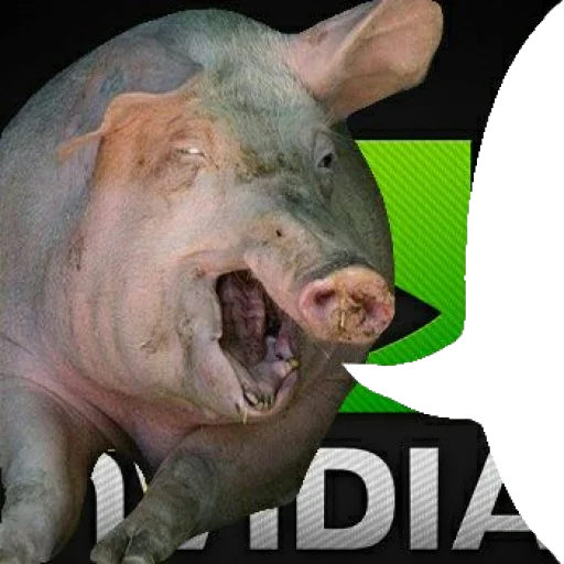 animal mammal pig