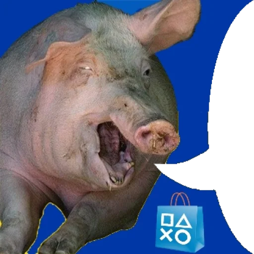 animal mammal pig