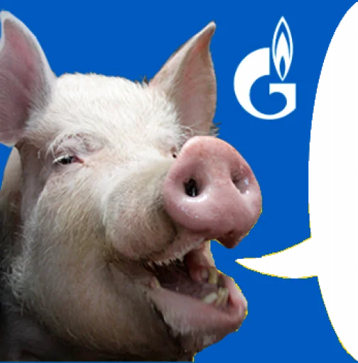 mammal animal swine