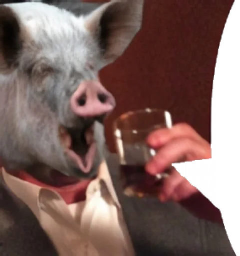 pig swine snout