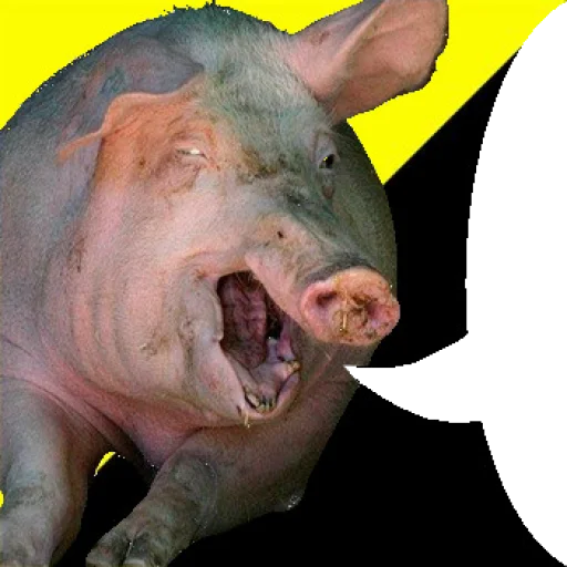 mammal animal pig