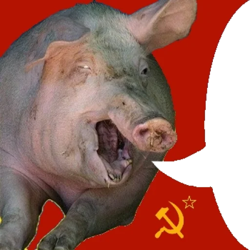 animal mammal swine