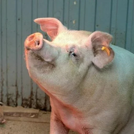 Свиной чат - 