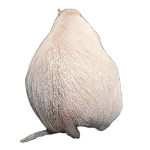 Sticker Svinoporosyonok - 1