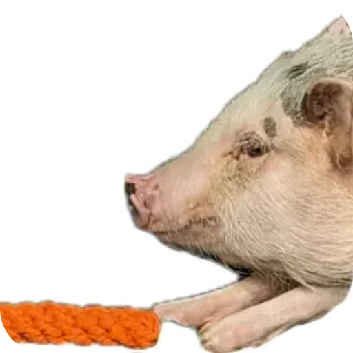 Стикер Svinoporosyonok - 1