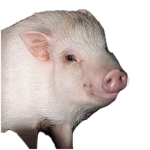 Свинопоросёнок - 