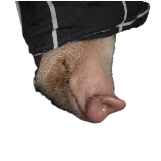 Sticker Svinoporosyonok - 1