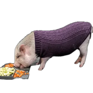 Стикер Свинопоросёнок - 3