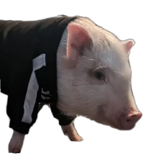 Стикер Свинопоросёнок - 7