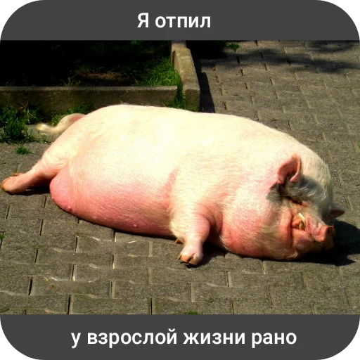 Свинская исповедь(Паблик) - 