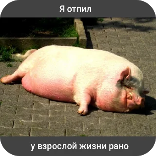 Стикер Свинская исповедь(Паблик) - 8