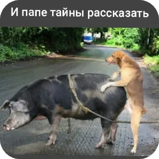 Стикер Свинская исповедь(Паблик) - 7