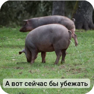 Стикер Свинская исповедь(Паблик) - 3