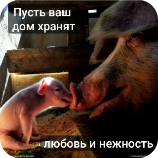 Стикер Свинская исповедь(Паблик) - 10