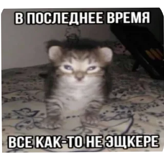 Sticker CoordOmskАльянс - 5