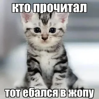 Стикер Негры пидарасы @horoscopelovebot - 0