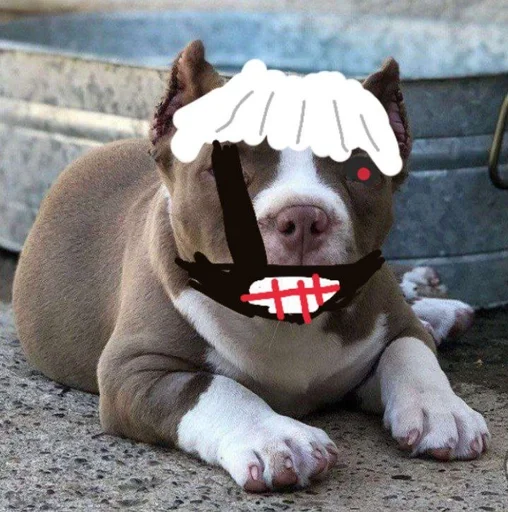 dog breed mammal animal