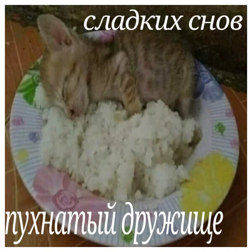 кошка СМС млекопитающее