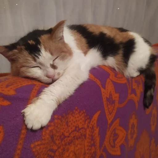 кошки малого и среднего размера комнатный кошачьи