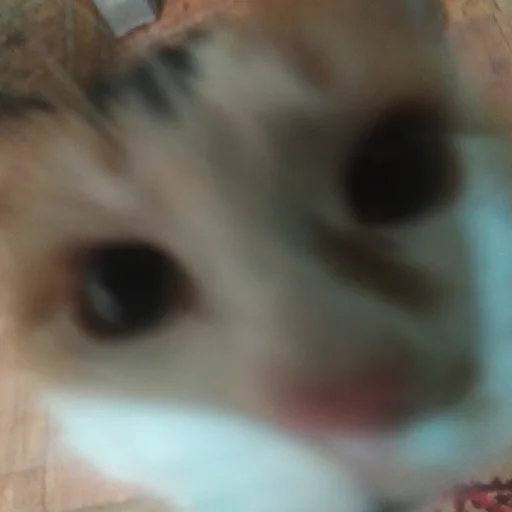 млекопитающее животное кошки малого и среднего размера