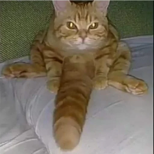 животное млекопитающее кошка