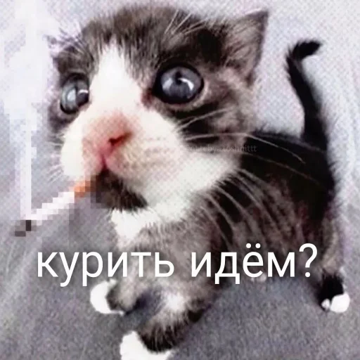 млекопитающее животное кошка