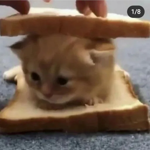 кошка кошки малого и среднего размера комнатный