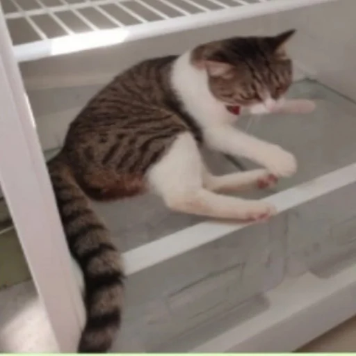 кошки малого и среднего размера кошачьи комнатный