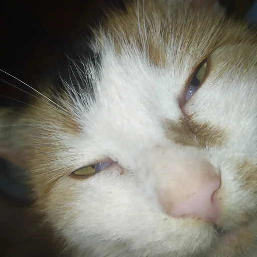 млекопитающее животное кошка