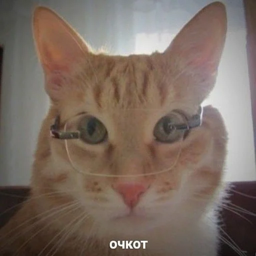 животное млекопитающее кошка