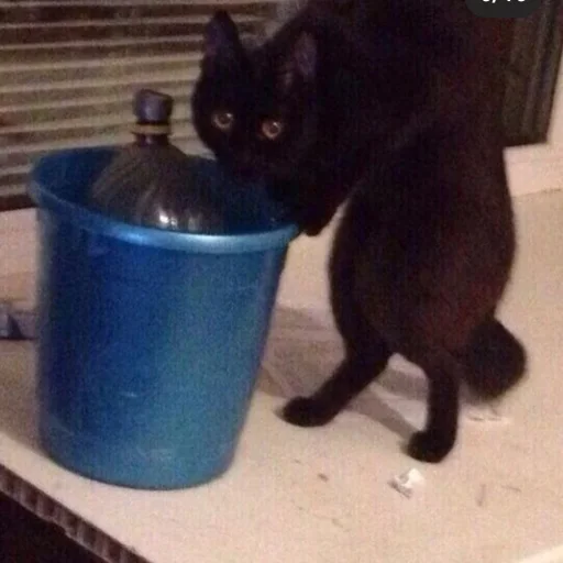 животное кошки малого и среднего размера чёрная кошка