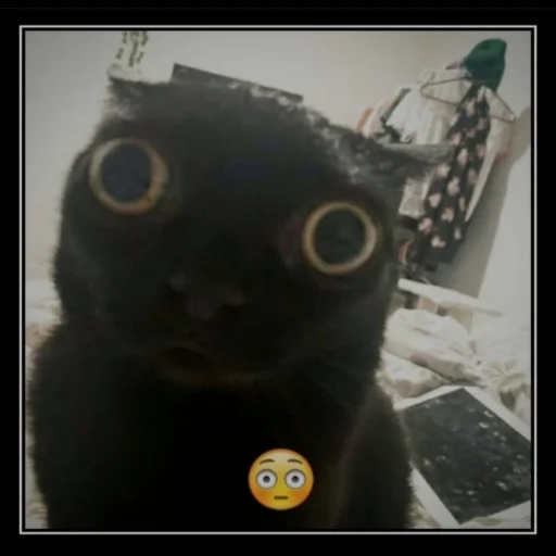 животное чёрная кошка кошки малого и среднего размера