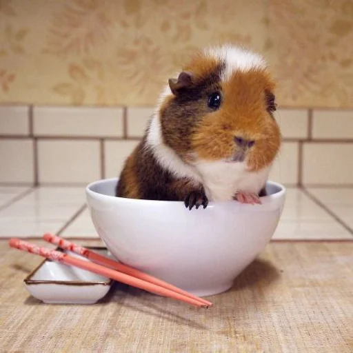 animal mammal hamster