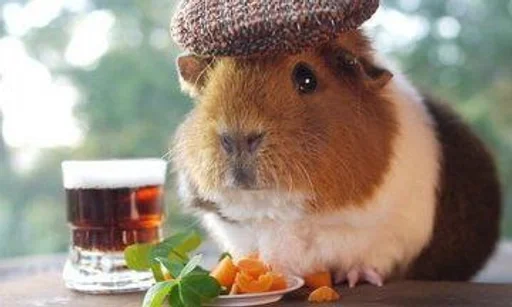 animal mammal hamster