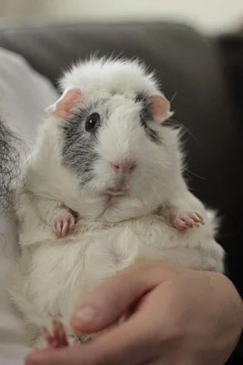 rodent mouse hamster