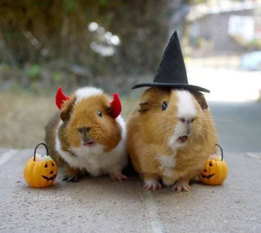 animal mammal rodent