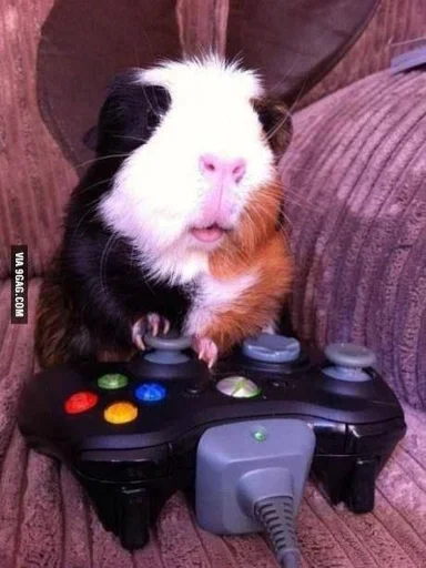 mammal animal rodent