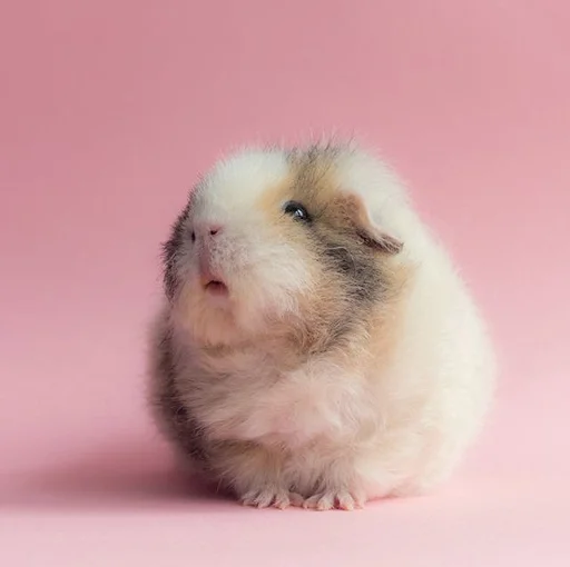 animal mammal hamster