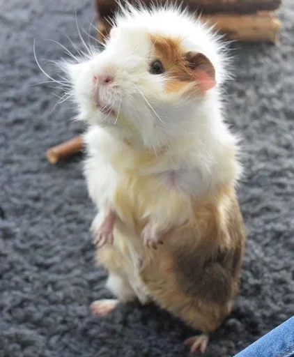 animal mammal rodent