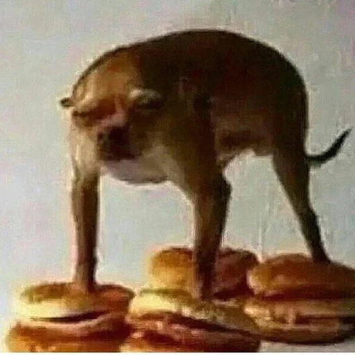 животное млекопитающее комнатный