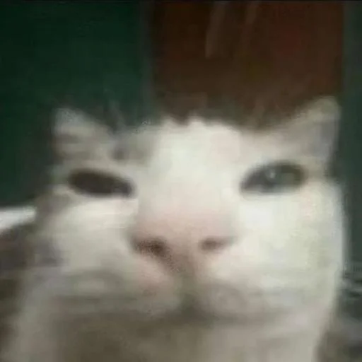 хууй пзида негр член гавно хач чурка @sticktembot - 